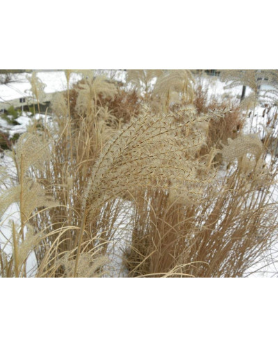 Міскантус китайський Монінг Лайт | Miscanthus sinensis Morning Light | Мискантус китайский Монинг Лайт
