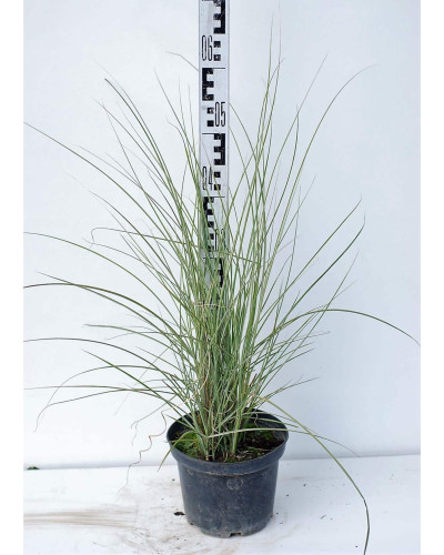 Міскантус китайський Монінг Лайт | Miscanthus sinensis Morning Light | Мискантус китайский Монинг Лайт