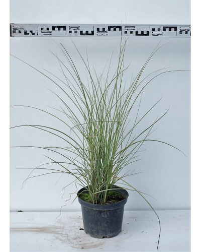 Міскантус китайський Монінг Лайт | Miscanthus sinensis Morning Light | Мискантус китайский Монинг Лайт