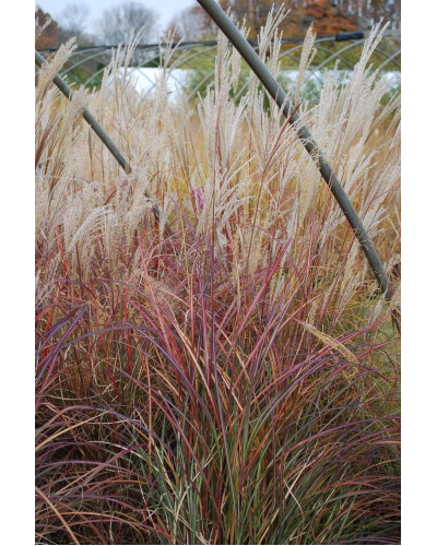 Міскантус китайський Монінг Лайт | Miscanthus sinensis Morning Light | Мискантус китайский Монинг Лайт