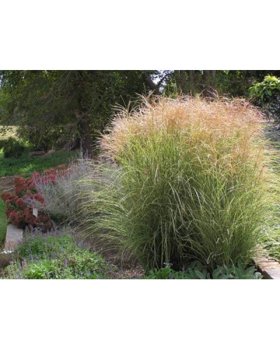 Міскантус китайський Монінг Лайт | Miscanthus sinensis Morning Light | Мискантус китайский Монинг Лайт