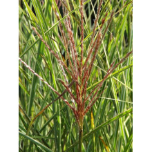 Міскантус китайський Монінг Лайт | Miscanthus sinensis Morning Light | Мискантус китайский Монинг Лайт
