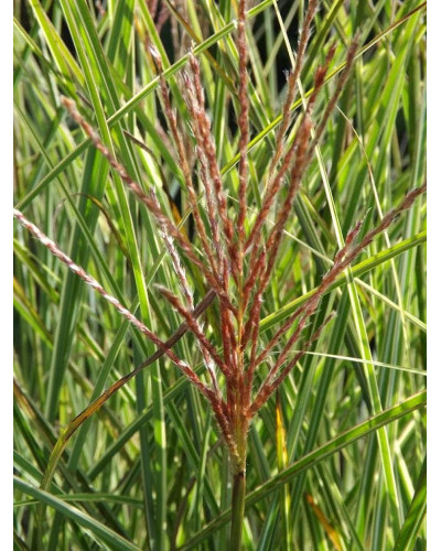 Міскантус китайський Монінг Лайт | Miscanthus sinensis Morning Light | Мискантус китайский Монинг Лайт