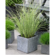 Міскантус китайський Монінг Лайт | Miscanthus sinensis Morning Light | Мискантус китайский Монинг Лайт