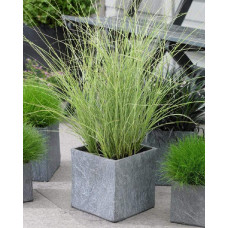 Міскантус китайський Монінг Лайт | Miscanthus sinensis Morning Light | Мискантус китайский Монинг Лайт