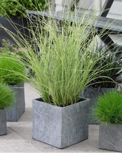 Міскантус китайський Монінг Лайт | Miscanthus sinensis Morning Light | Мискантус китайский Монинг Лайт