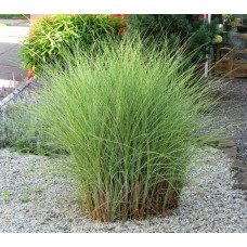 Міскантус китайський Монінг Лайт | Miscanthus sinensis Morning Light | Мискантус китайский Монинг Лайт