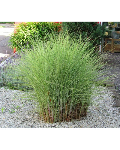 Міскантус китайський Монінг Лайт | Miscanthus sinensis Morning Light | Мискантус китайский Монинг Лайт