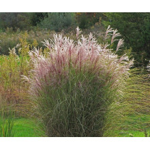 Міскантус китайський Монінг Лайт | Miscanthus sinensis Morning Light | Мискантус китайский Монинг Лайт