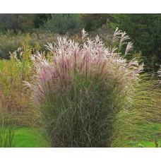 Міскантус китайський Монінг Лайт | Miscanthus sinensis Morning Light | Мискантус китайский Монинг Лайт