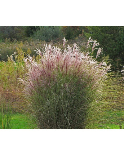 Міскантус китайський Монінг Лайт | Miscanthus sinensis Morning Light | Мискантус китайский Монинг Лайт