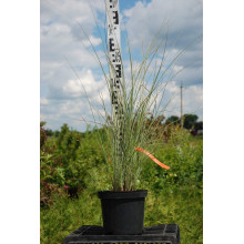 Міскантус китайський Монінг Лайт | Miscanthus sinensis Morning Light | Мискантус китайский Монинг Лайт