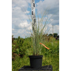 Міскантус китайський Монінг Лайт | Miscanthus sinensis Morning Light | Мискантус китайский Монинг Лайт