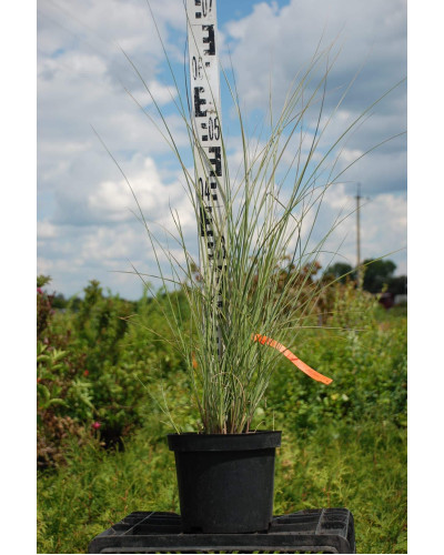 Міскантус китайський Монінг Лайт | Miscanthus sinensis Morning Light | Мискантус китайский Монинг Лайт