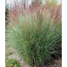 Міскантус китайський Монінг Лайт | Miscanthus sinensis Morning Light | Мискантус китайский Монинг Лайт