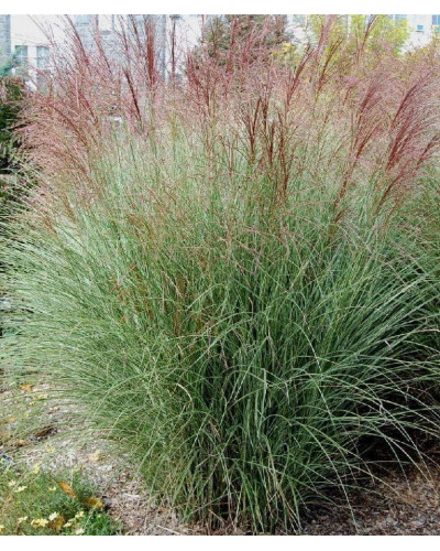 Міскантус китайський Монінг Лайт | Miscanthus sinensis Morning Light | Мискантус китайский Монинг Лайт