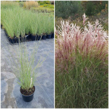 Міскантус китайський Монінг Лайт | Miscanthus sinensis Morning Light | Мискантус китайский Монинг Лайт