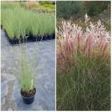 Міскантус китайський Монінг Лайт | Miscanthus sinensis Morning Light | Мискантус китайский Монинг Лайт