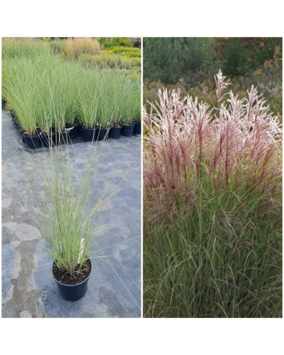 Міскантус китайський Монінг Лайт | Miscanthus sinensis Morning Light | Мискантус китайский Монинг Лайт