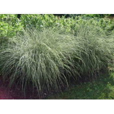 Міскантус китайський Монінг Лайт | Miscanthus sinensis Morning Light | Мискантус китайский Монинг Лайт