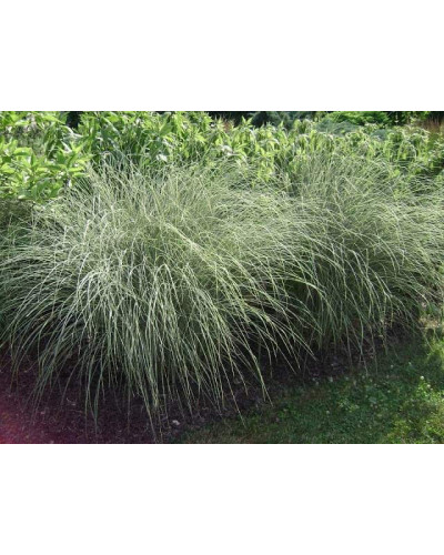 Міскантус китайський Монінг Лайт | Miscanthus sinensis Morning Light | Мискантус китайский Монинг Лайт