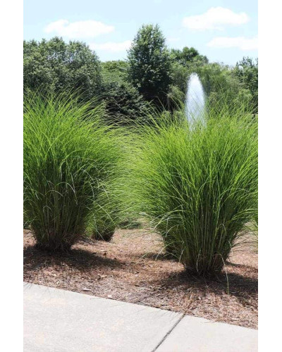Міскантус китайський Грацілімус | Miscanthus sinensis Gracillimus | Мискантус китайский Грацилимус