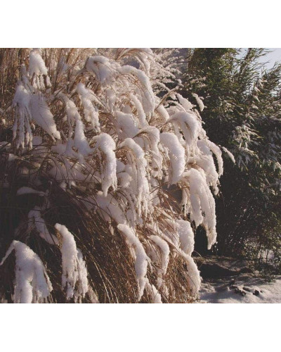 Міскантус китайський Грацілімус | Miscanthus sinensis Gracillimus | Мискантус китайский Грацилимус