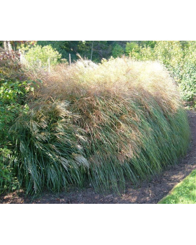 Міскантус китайський Грацілімус | Miscanthus sinensis Gracillimus | Мискантус китайский Грацилимус