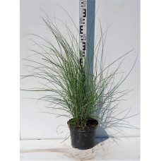Міскантус китайський Грацілімус | Miscanthus sinensis Gracillimus | Мискантус китайский Грацилимус