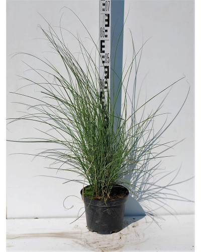 Міскантус китайський Грацілімус | Miscanthus sinensis Gracillimus | Мискантус китайский Грацилимус