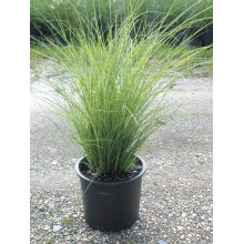 Міскантус китайський Грацілімус | Miscanthus sinensis Gracillimus | Мискантус китайский Грацилимус