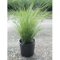 Міскантус китайський Грацілімус | Miscanthus sinensis Gracillimus | Мискантус китайский Грацилимус