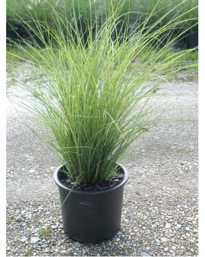 Міскантус китайський Грацілімус | Miscanthus sinensis Gracillimus | Мискантус китайский Грацилимус