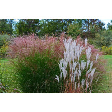 Міскантус китайський Грацілімус | Miscanthus sinensis Gracillimus | Мискантус китайский Грацилимус