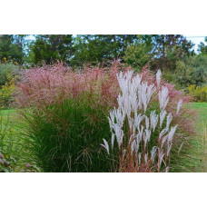 Міскантус китайський Грацілімус | Miscanthus sinensis Gracillimus | Мискантус китайский Грацилимус