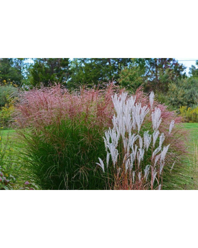 Міскантус китайський Грацілімус | Miscanthus sinensis Gracillimus | Мискантус китайский Грацилимус