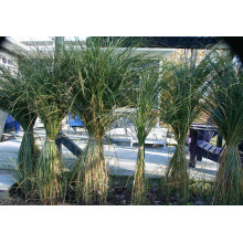 Міскантус китайський Грацілімус | Miscanthus sinensis Gracillimus | Мискантус китайский Грацилимус