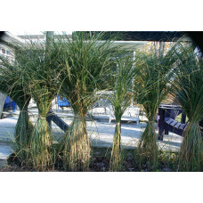 Міскантус китайський Грацілімус | Miscanthus sinensis Gracillimus | Мискантус китайский Грацилимус