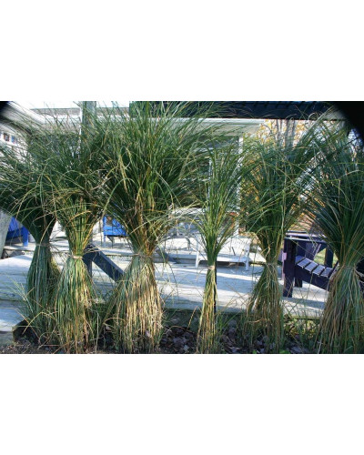 Міскантус китайський Грацілімус | Miscanthus sinensis Gracillimus | Мискантус китайский Грацилимус