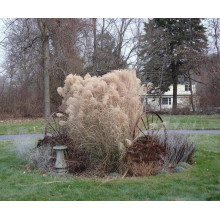 Міскантус китайський Грацілімус | Miscanthus sinensis Gracillimus | Мискантус китайский Грацилимус