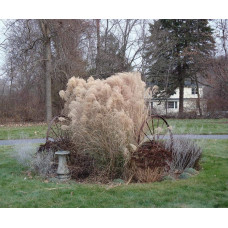 Міскантус китайський Грацілімус | Miscanthus sinensis Gracillimus | Мискантус китайский Грацилимус