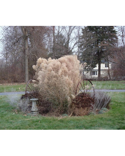 Міскантус китайський Грацілімус | Miscanthus sinensis Gracillimus | Мискантус китайский Грацилимус