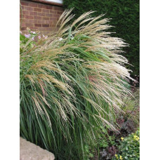 Міскантус китайський Грацілімус | Miscanthus sinensis Gracillimus | Мискантус китайский Грацилимус