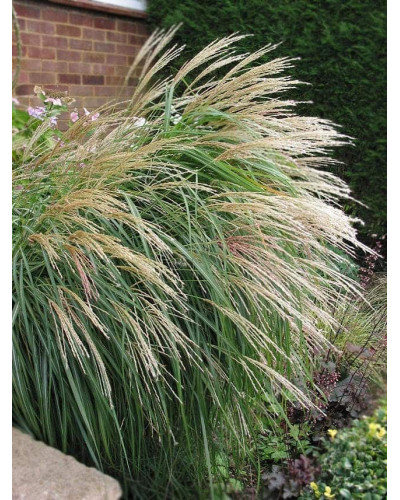 Міскантус китайський Грацілімус | Miscanthus sinensis Gracillimus | Мискантус китайский Грацилимус