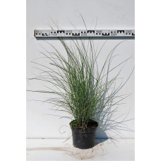 Міскантус китайський Грацілімус | Miscanthus sinensis Gracillimus | Мискантус китайский Грацилимус