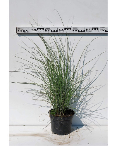 Міскантус китайський Грацілімус | Miscanthus sinensis Gracillimus | Мискантус китайский Грацилимус
