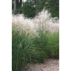 Міскантус китайський Граціелла | Miscanthus sinensis Graziella | Мискантус китайский Грациелла
