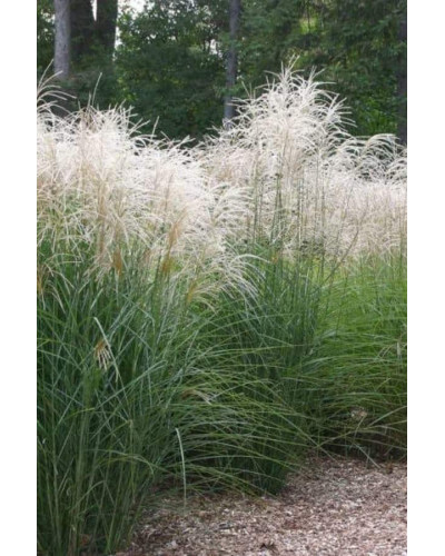 Міскантус китайський Граціелла | Miscanthus sinensis Graziella | Мискантус китайский Грациелла