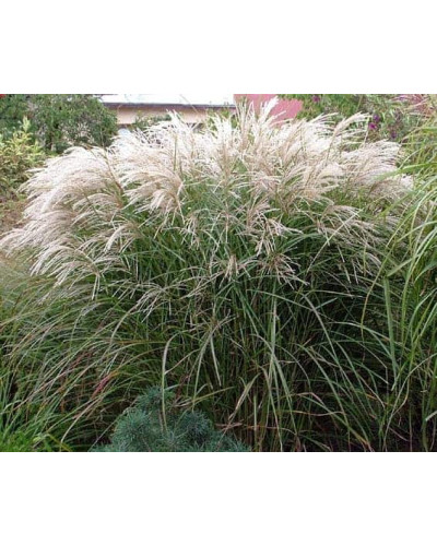 Міскантус китайський Граціелла | Miscanthus sinensis Graziella | Мискантус китайский Грациелла