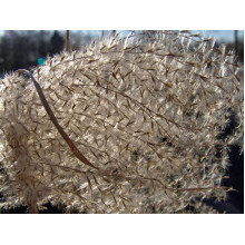 Міскантус китайський Граціелла | Miscanthus sinensis Graziella | Мискантус китайский Грациелла